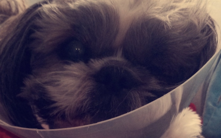 Zbiórka Operacja Gałki Ocznej U Nikusia - zdjęcie główne