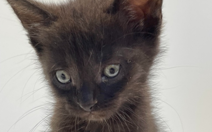 Zbiórka Operacja kości udowej Hektorka - zdjęcie główne