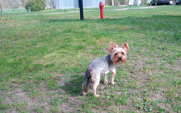 Mały piesek na trawie, z hydrantem w tle.