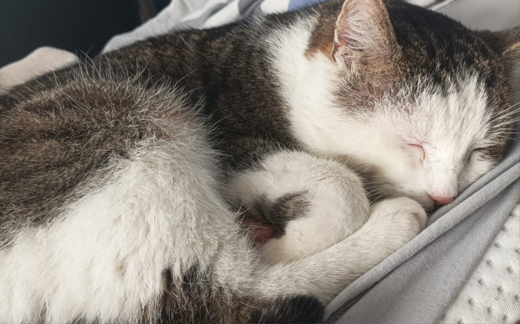 Śpiący kot, zwinięty w kłębek.