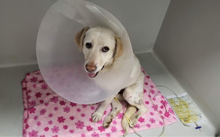 Zbiórka Ratuj moje życie - Pilne - zdjęcie główne