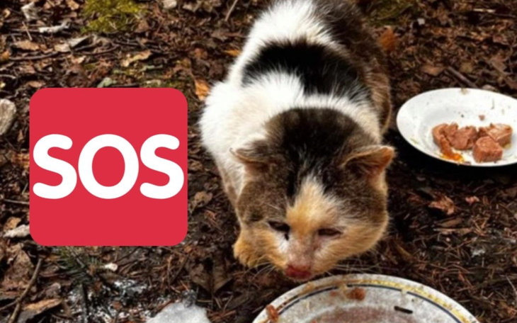 Kot jedzący z miski w lesie.