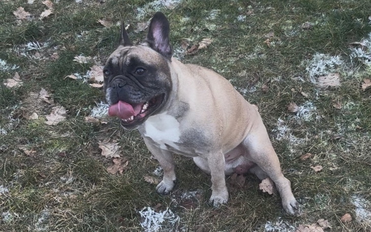 Pies rasy buldog francuski siedzący na trawie.