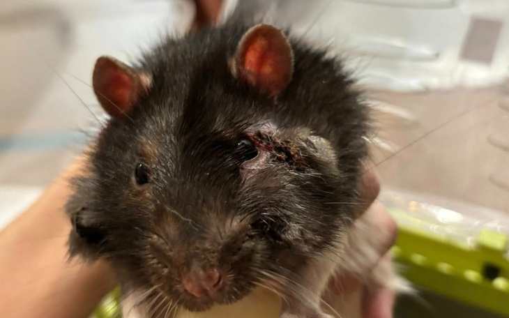 Chory szczur z raną na głowie, trzymany w rękach.