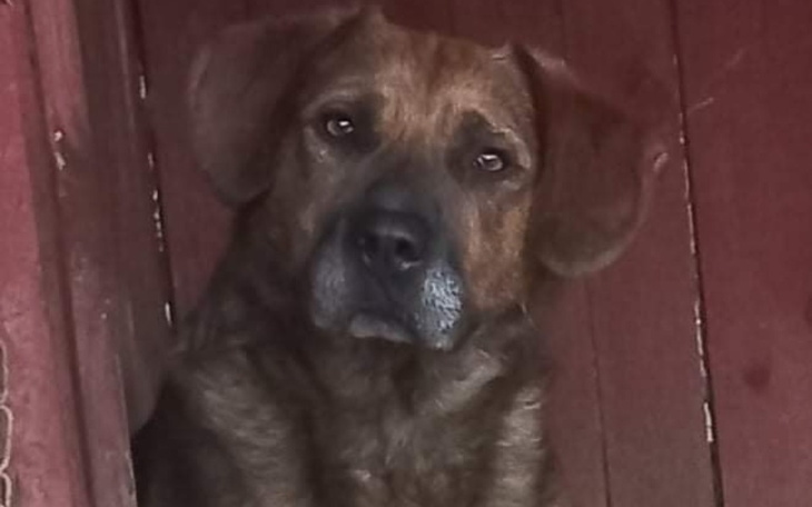 Zbiórka Opłacenie wet karmę dla zwierząt - zdjęcie główne