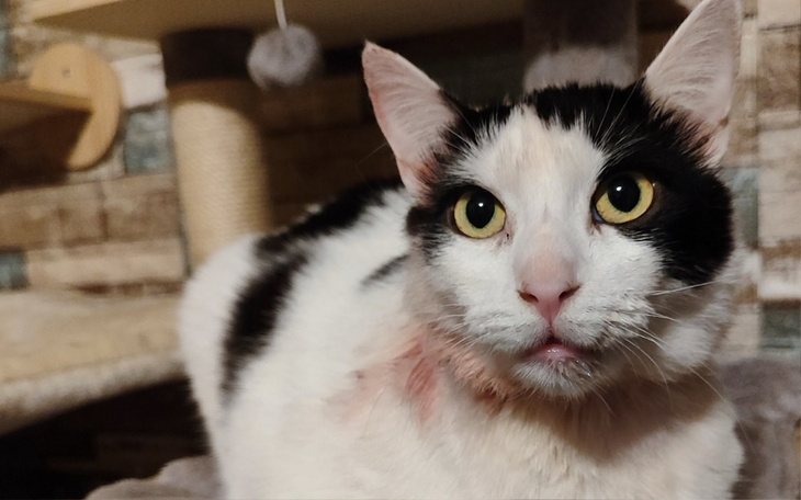 Kot o czarno-białym futrze, patrzący w obiektyw.