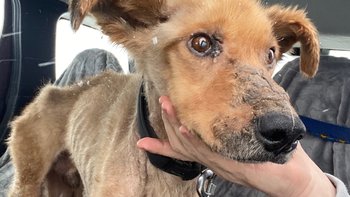 Zbiórka 4 Letni Adaś -Błaga o pomoc - miniaturka zdjęcia