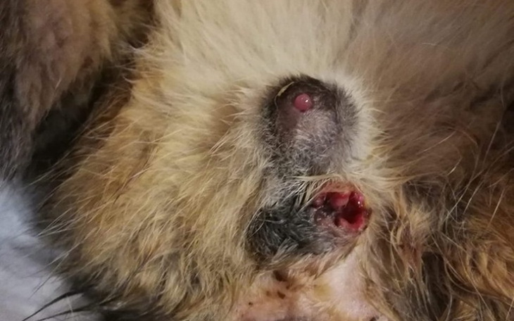 Zbiórka Skopany,pobity  ,chory kocurek - zdjęcie główne