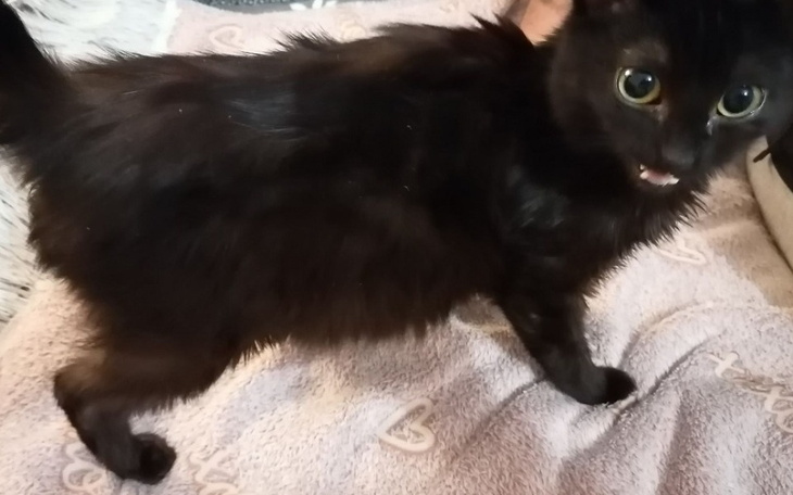 Zbiórka na leczenie kotki Bożenki - zdjęcie główne