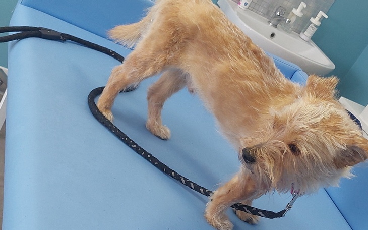 Zbiórka Na leczenie maksa psa chorego na - zdjęcie główne