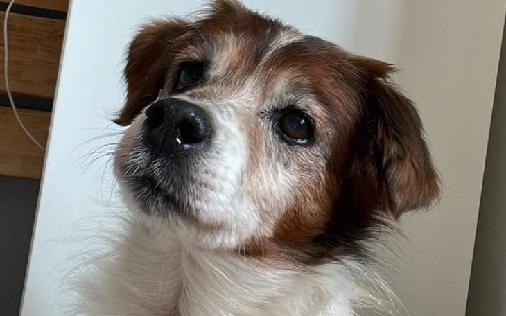 Zbiórka Dom Psiego Seniora - zdjęcie główne