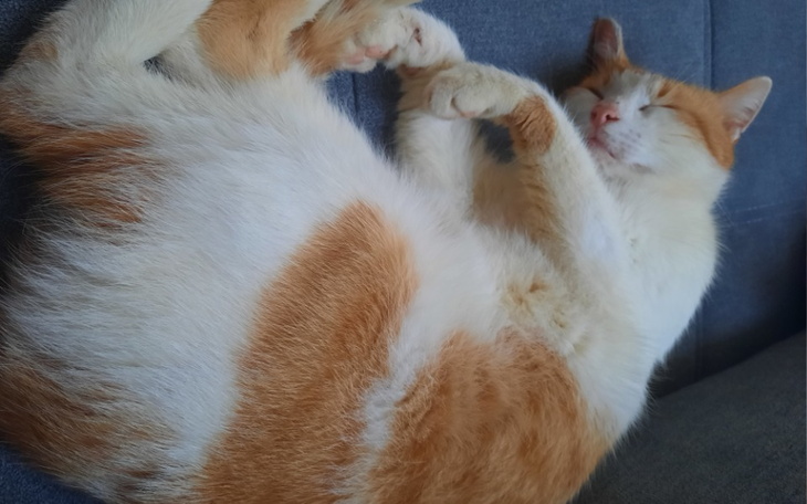 Zbiórka Płot - zdjęcie główne