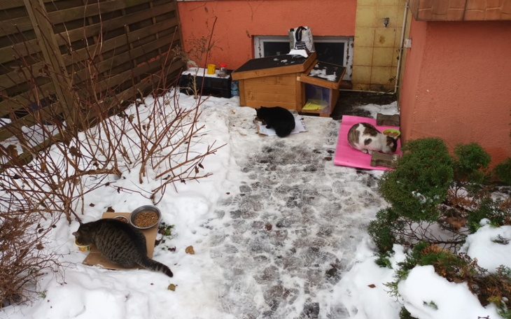 Zbiórka Kastracja bezdomności - zdjęcie główne