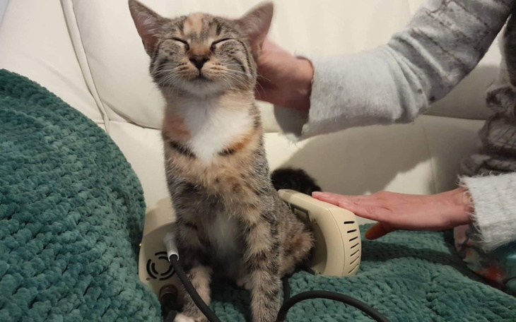 Kot relaksujący się podczas masażu.