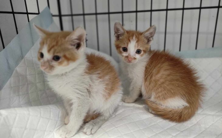 Zbiórka Ratuj kociaki z nami - zdjęcie główne