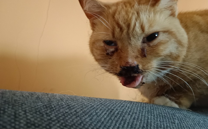 Zbiórka Na leczenie kota po wypatku - zdjęcie główne