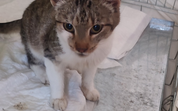 Zbiórka Na Sterelizacje kotki wiejskiej - zdjęcie główne