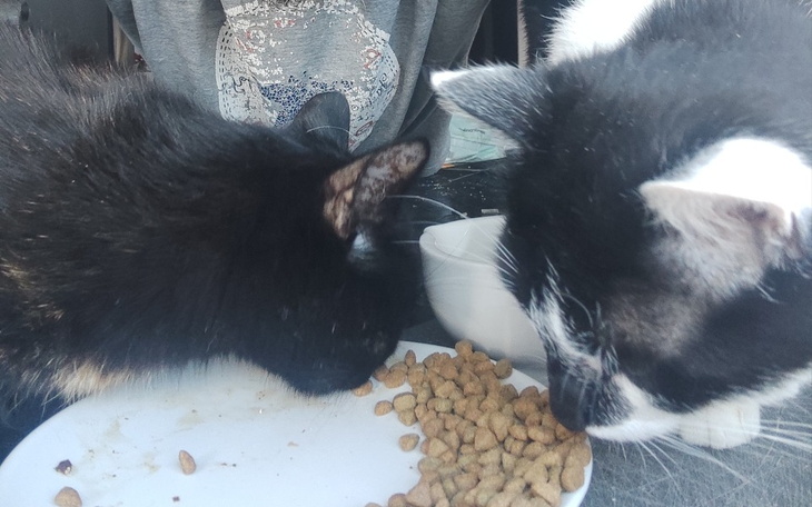 Zbiórka Na leczenie Szczęściarza Gizmo. - zdjęcie główne