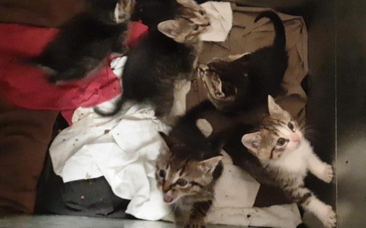 Zbiórka Nie pozwolę ci umrzeć z głodu II - zdjęcie główne