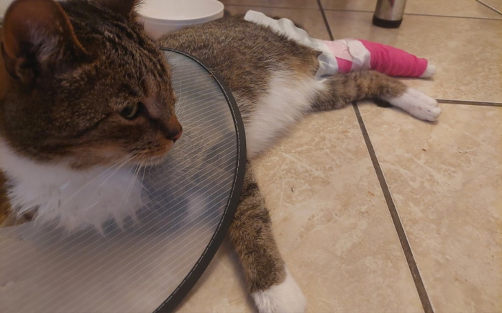 Zbiórka Operacja Ryśka - zdjęcie główne