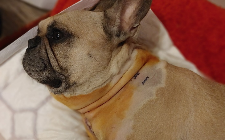 Zbiórka Dla Cezara i Doroty. - zdjęcie główne