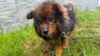 Zbiórka Na nowy start Leosia - miniaturka zdjęcia