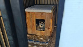 Zbiórka Benek od roku bez spacerów pomóż - miniaturka zdjęcia