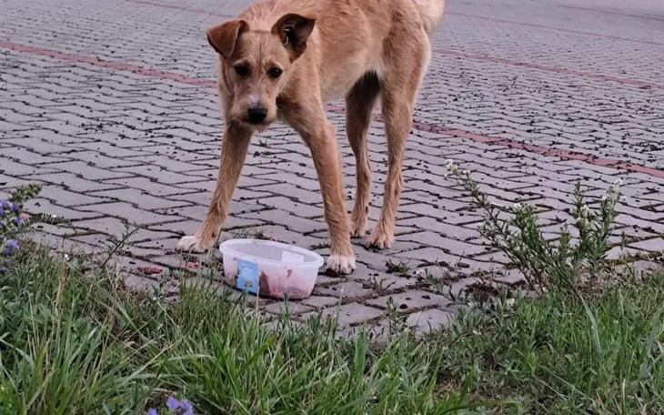 Zbiórka Pomóż zakończyć Jej bezdomność - zdjęcie główne