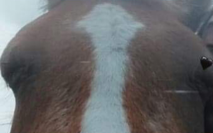 Zbiórka Zbieram na jazdy konne i sprzet - zdjęcie główne