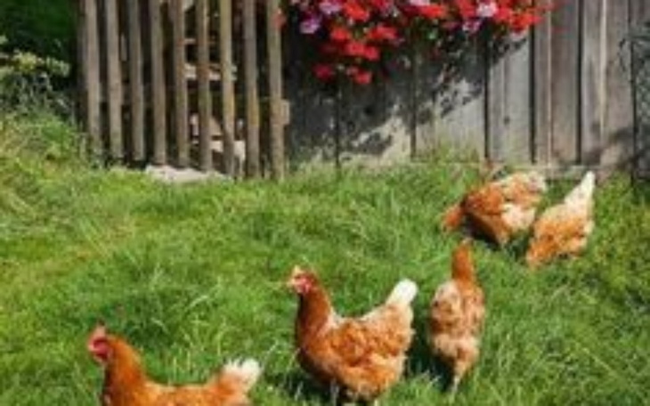 Zbiórka Na wymarzony domek na wsi - zdjęcie główne