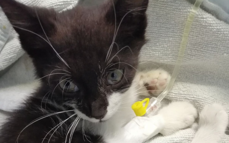 Zbiórka Dinuś potrzebuje leczenia - zdjęcie główne