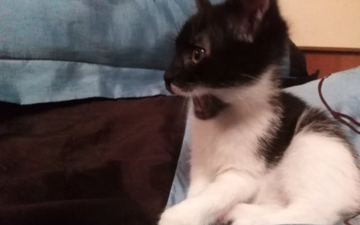 Zbiórka Na ratunek łapce Mony - zdjęcie główne