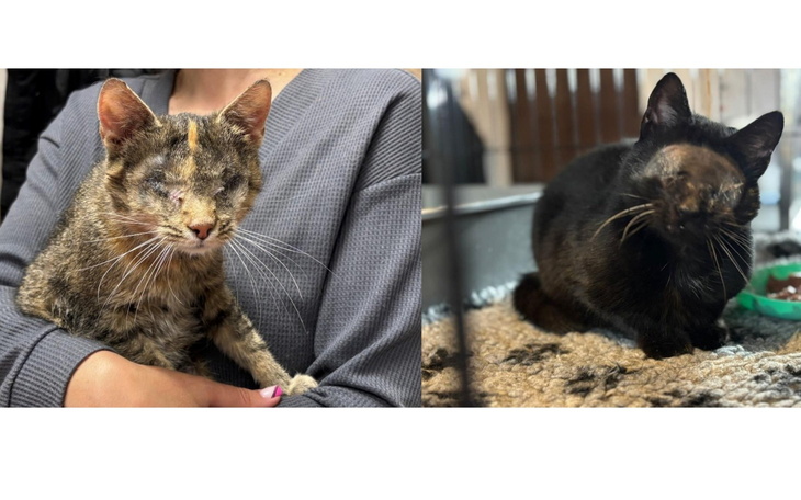 Dwa koty w schronisku, jeden z nich z uszkodzonym okiem.