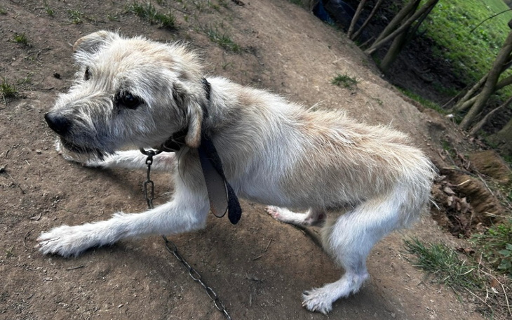 Mały piesek na smyczy, w naturalnym otoczeniu.