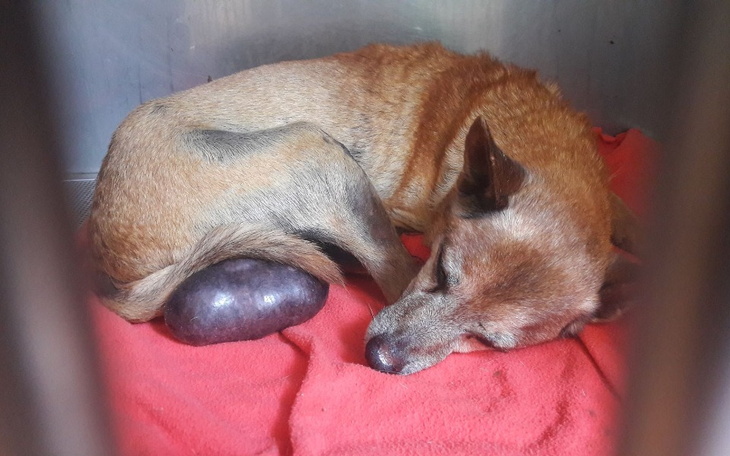 Zbiórka Gucio - staruszek z guzem - zdjęcie główne
