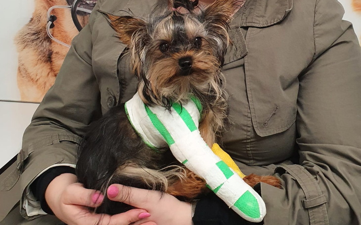 Zbiórka Freya prosi o wyleczenie łapki - zdjęcie główne