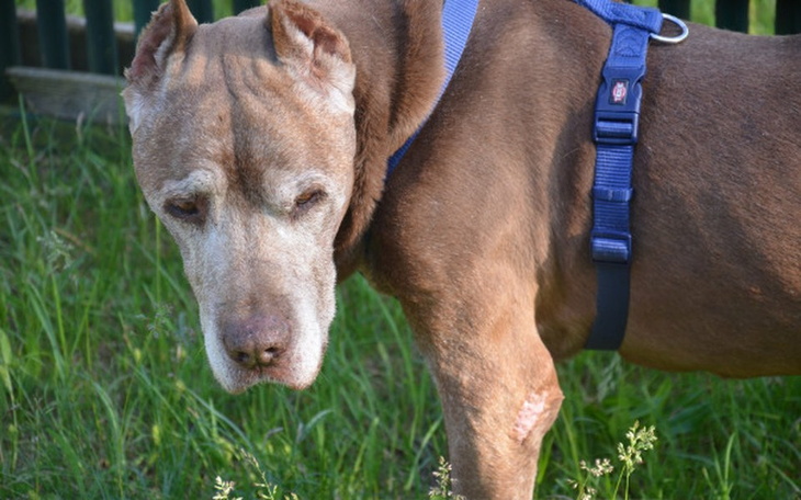 Zbiórka Trojan -  koszty  diagnostyki - zdjęcie główne