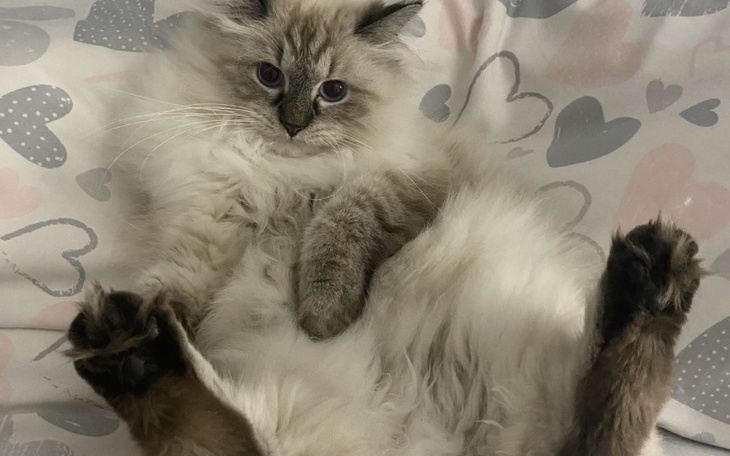 Kot leżący na poduszce, zrelaksowany i wyluzowany.