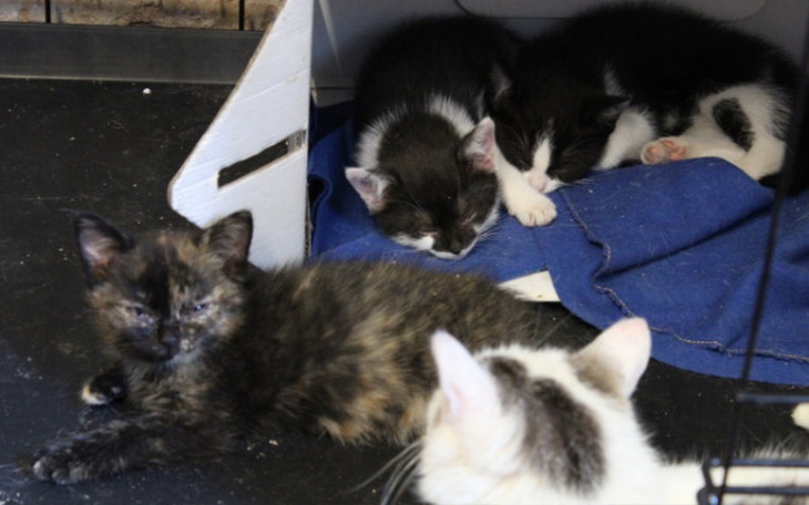 Zbiórka Na Kociki Tymczasiki - zdjęcie główne