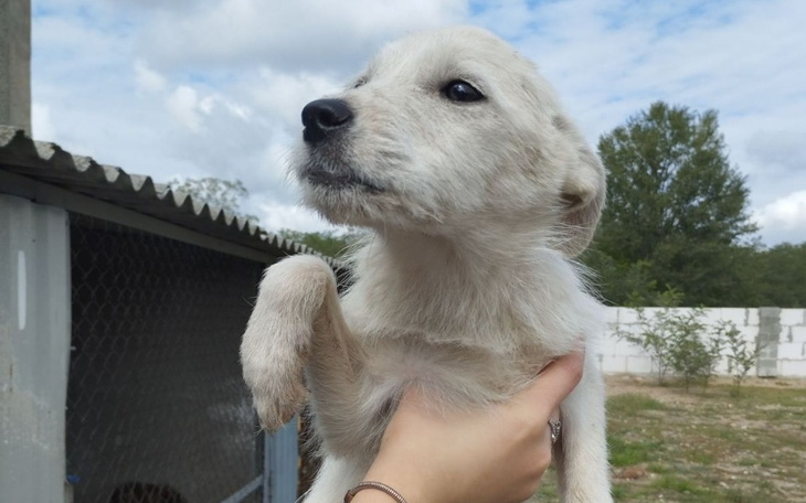 Zbiórka Nakarm psy z okolic Mikołajowa - zdjęcie główne