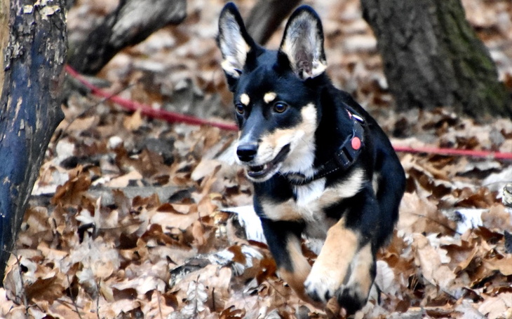 Zbiórka Dla p.Dominiki i jej trzody - zdjęcie główne