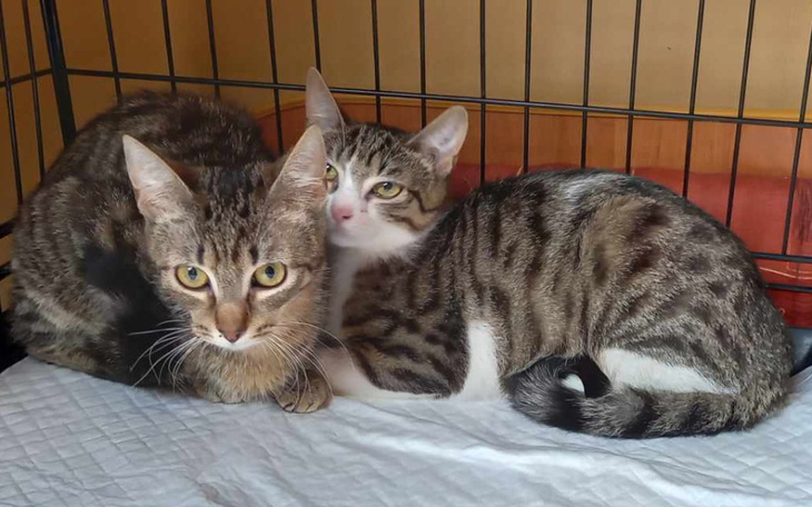 Dwa koty leżące obok siebie w klatce.