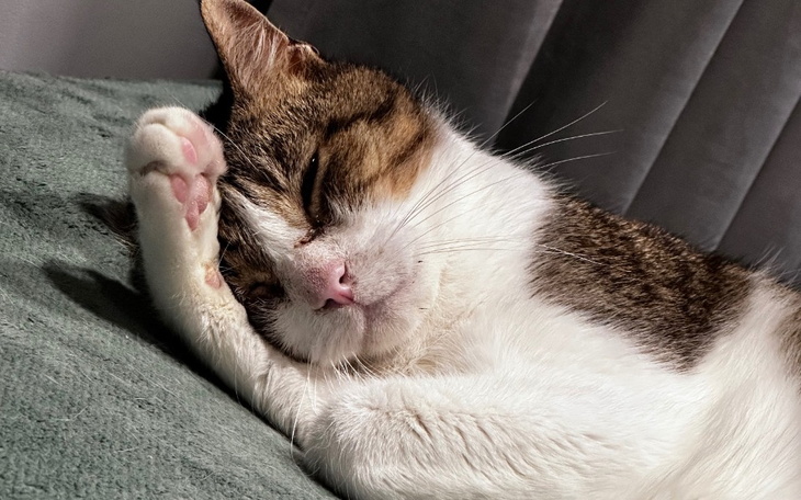 Kot leżący na poduszce, z ręką głaskającą go.