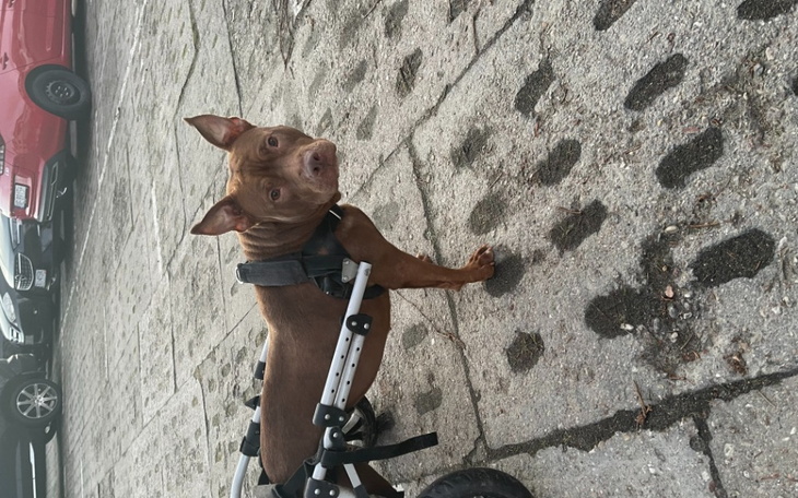 Zbiórka Rezonans dla Rudej - zdjęcie główne