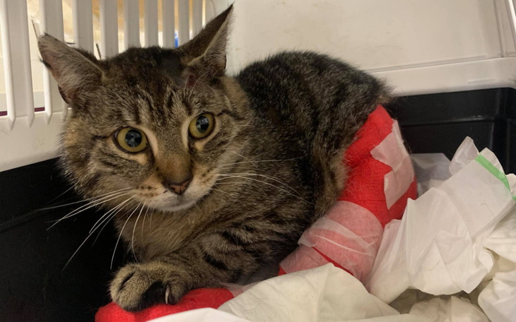 Zbiórka Uratować kocie życie... - zdjęcie główne