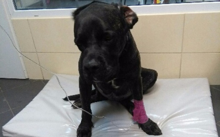 Zbiórka walczmy o życie Zory! - zdjęcie główne