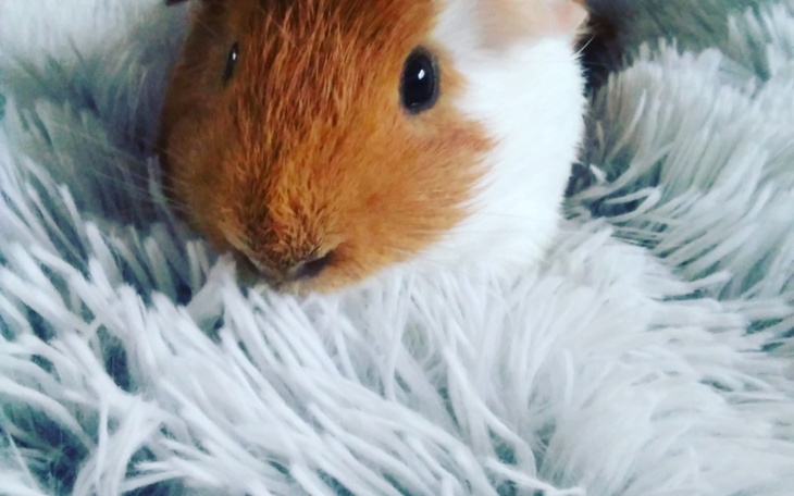 Zbiórka Zbiórka dla króli i świnek na je - zdjęcie główne