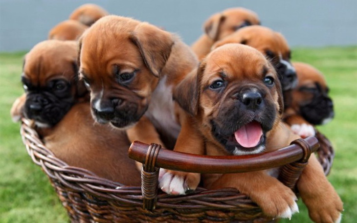 Zbiórka Pies Bokser Boxer - zdjęcie główne