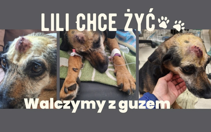 Pies Lili z ranami, walczymy o jej zdrowie.