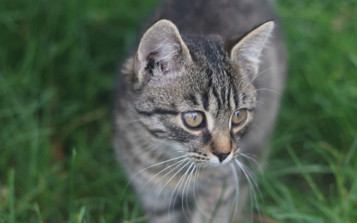 Zbiórka Leczenie kociąt z sadu - zdjęcie główne